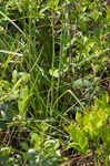 Osceola's plume <BR>Death camas <BR>Crow poison